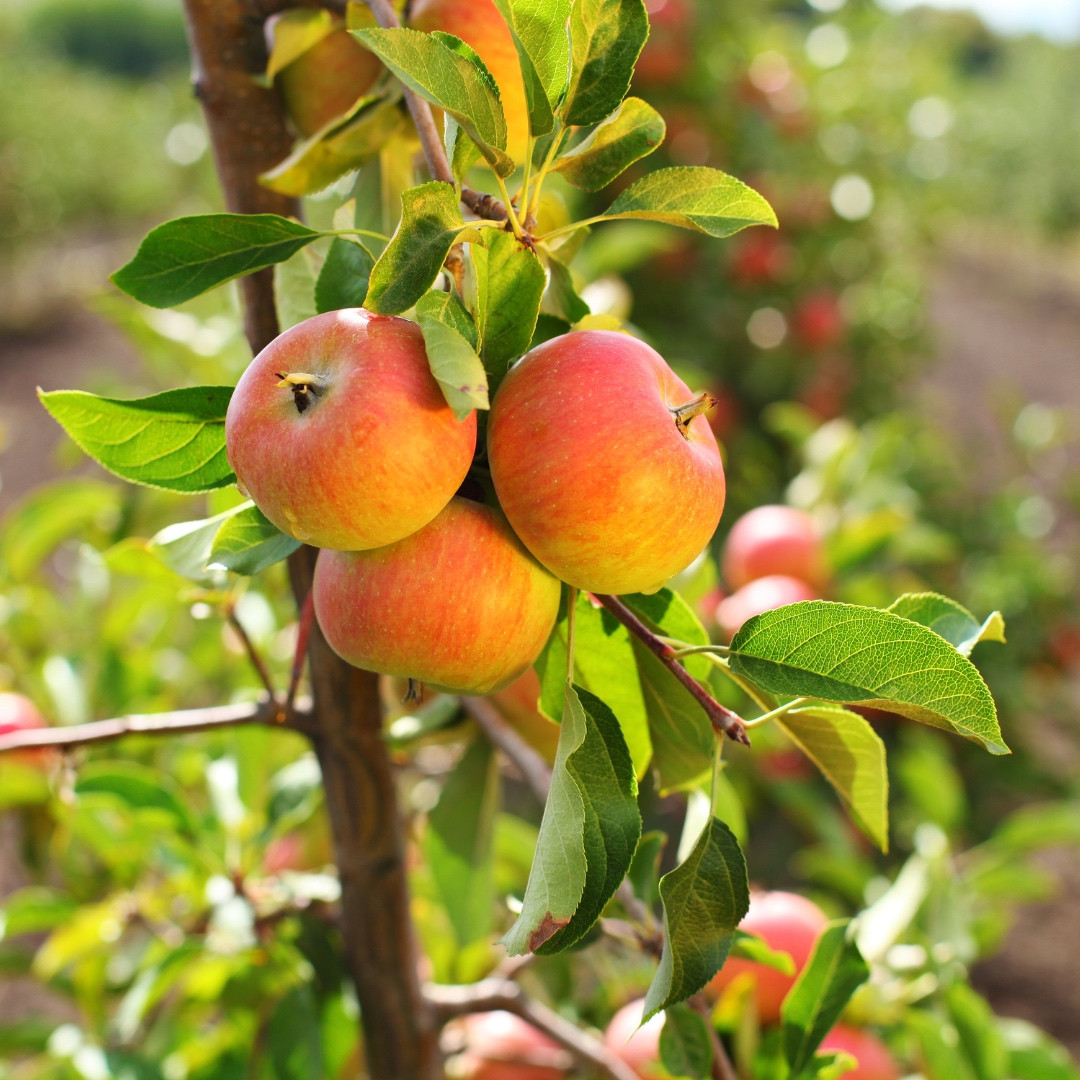 Pomme topaz 1kg